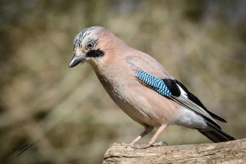 Ghiandaia (Garrulus glandarius)