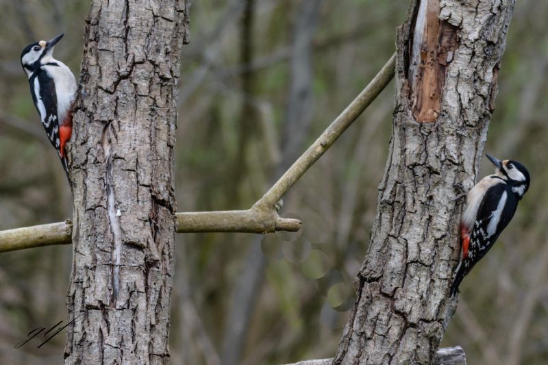 Picchio rosso maggiore (Dendrocopos major)