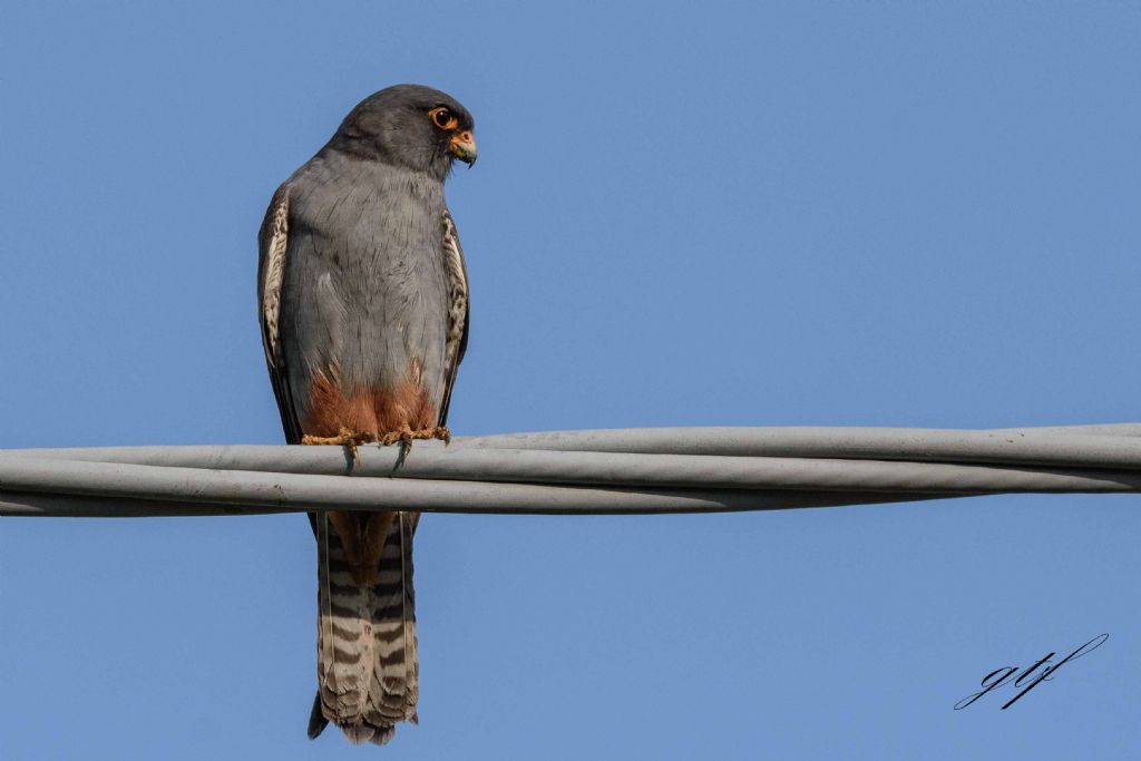 Falco cuculo (Falco vespertinus) ♂