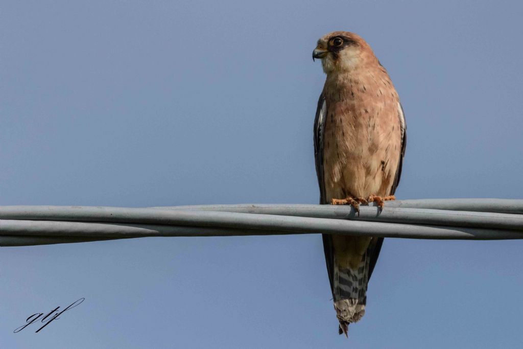 Falco cuculo (Falco vespertinus) ♂