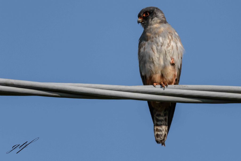 Falco cuculo (Falco vespertinus) ♂