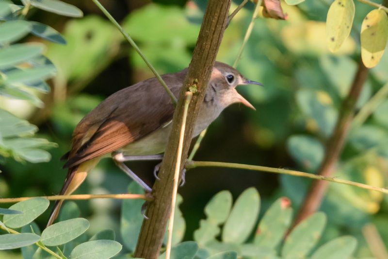 Usignolo di fiume?  No, Usignolo (Luscinia megarhynchos)