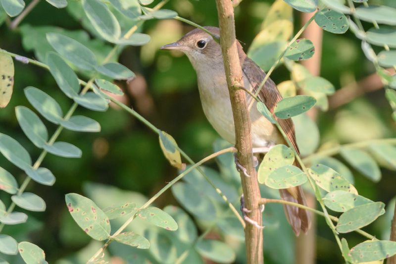 Usignolo di fiume?  No, Usignolo (Luscinia megarhynchos)