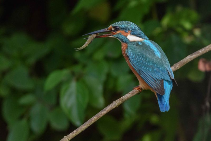 Martin pescatore (alcedo atthis)