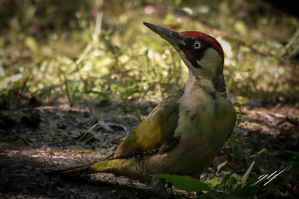 Picchio verde ♂ (Picus viridis)