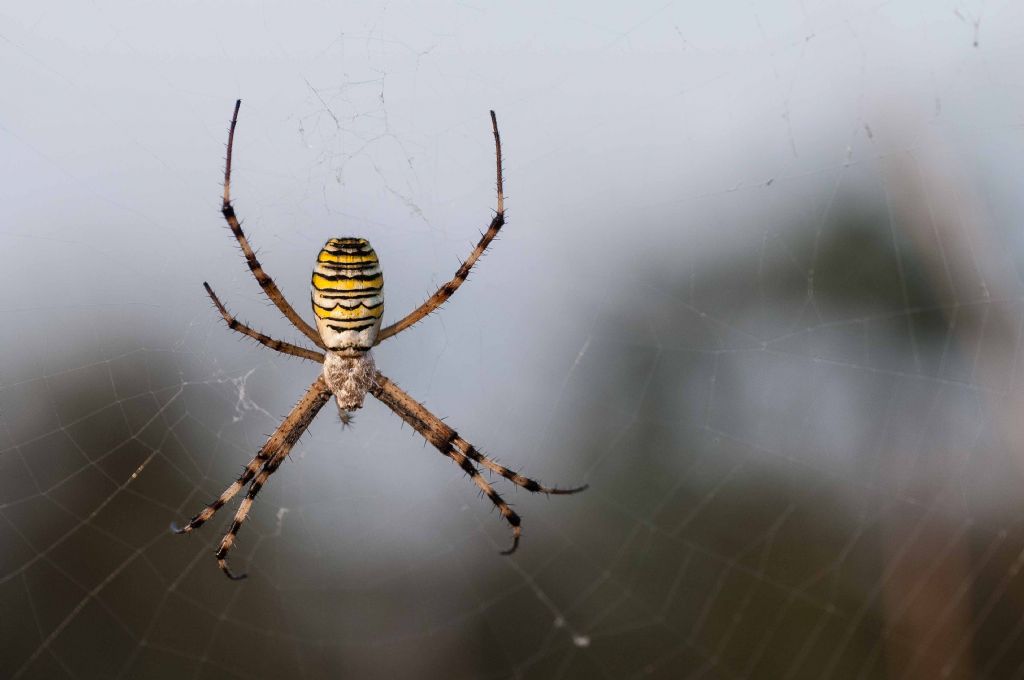 Argiope bruennichi