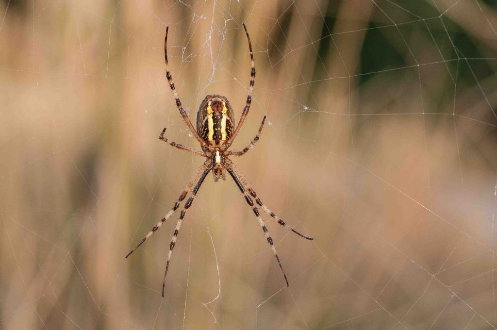 Argiope bruennichi