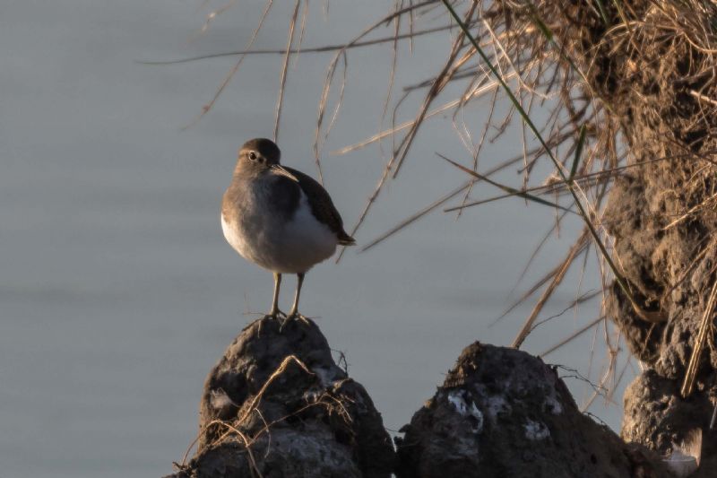 Piro-piro piccolo (Actitis hypoleucos)