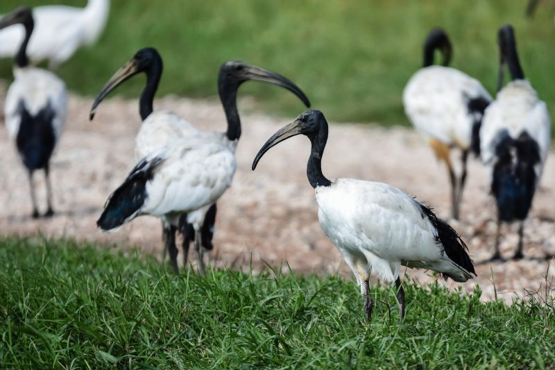 Ibis eremita....No, Ibis sacro (Threskiornis aethiopicus)