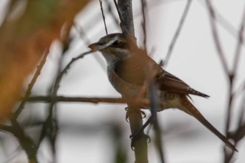 Culbianco ?  No, Averla piccola (Lanius collurio)