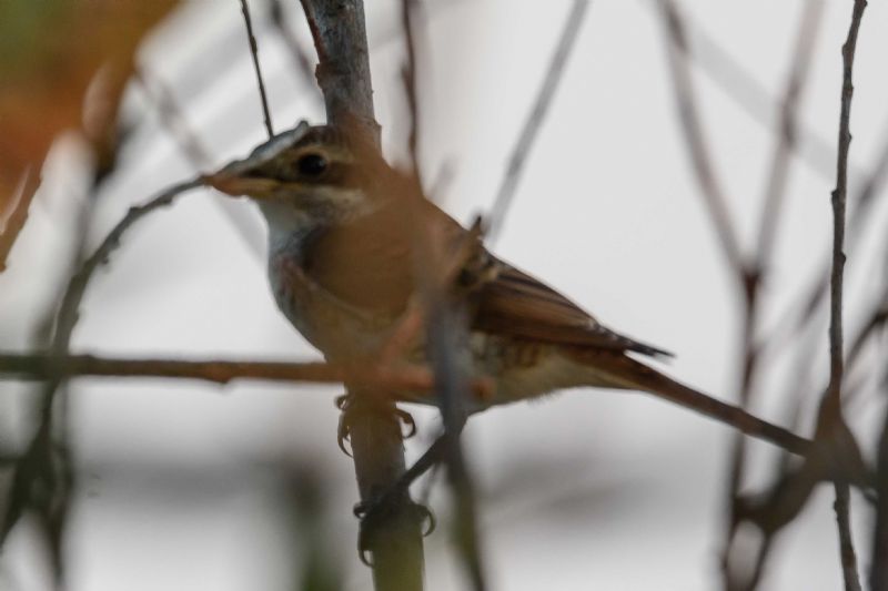 Culbianco ?  No, Averla piccola (Lanius collurio)