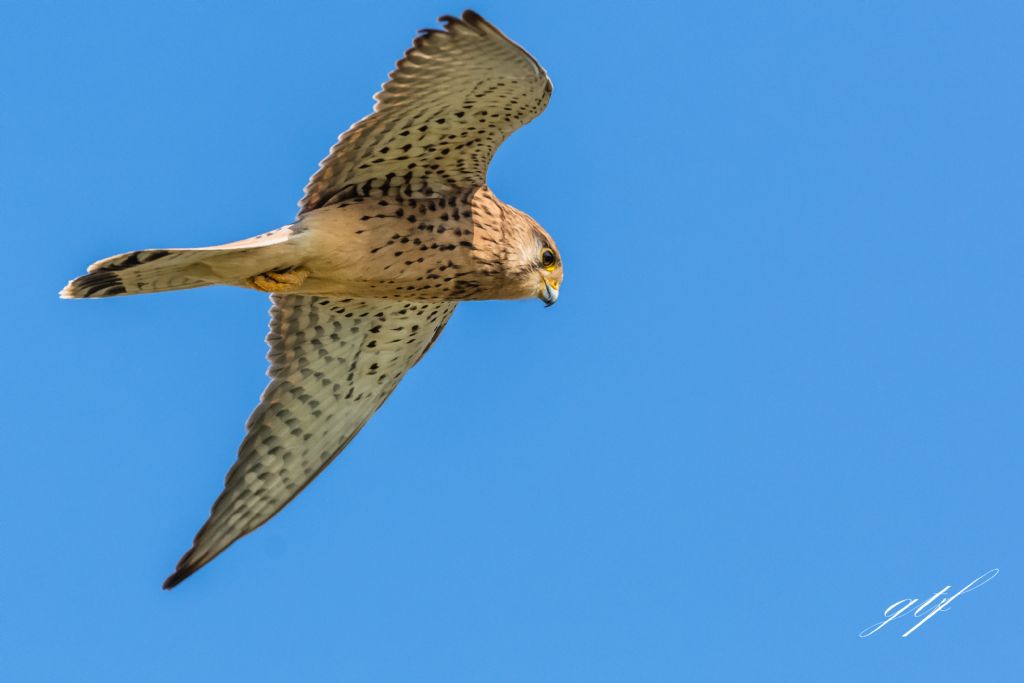 Gheppio ♂....Gheppio (Falco tinnunculus), femmina!