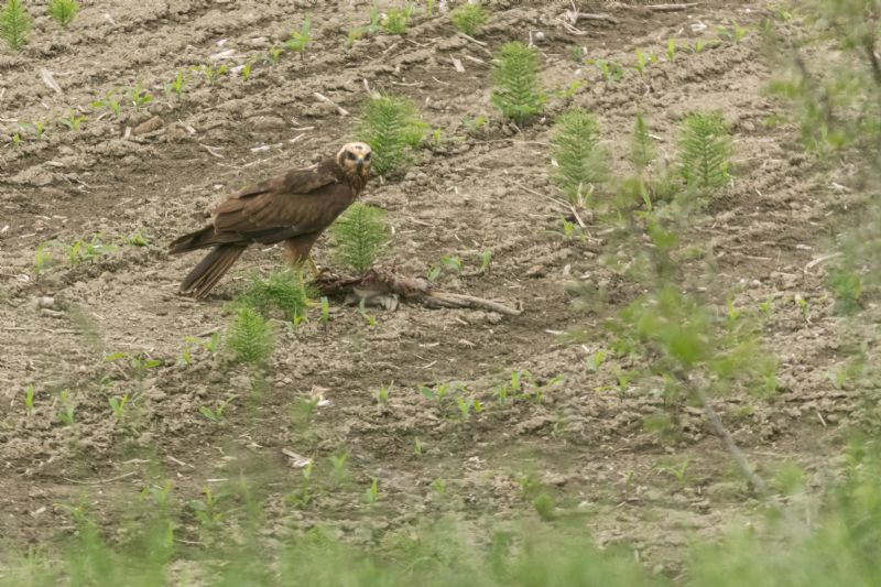 Falco di Palude (Circus aeruginosus), femmina