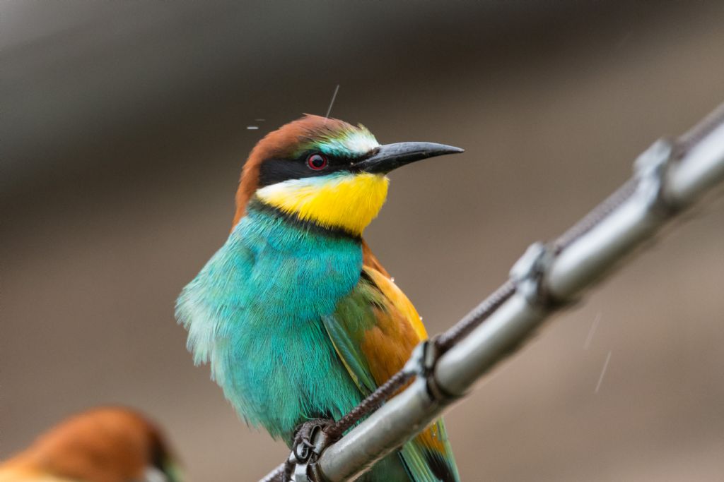 Gruccioni   (Merops apiaster)