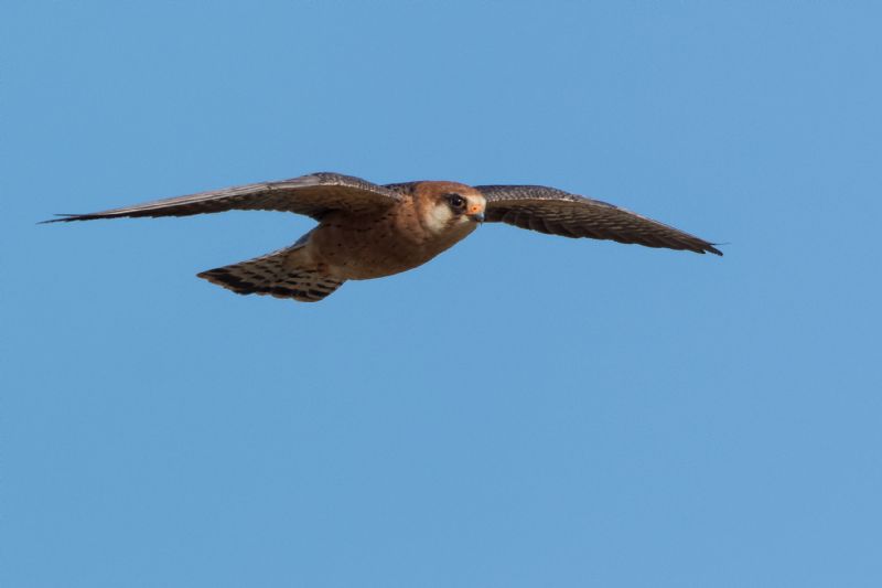 Falco Cuculo ♀ (Falco vespertinus)