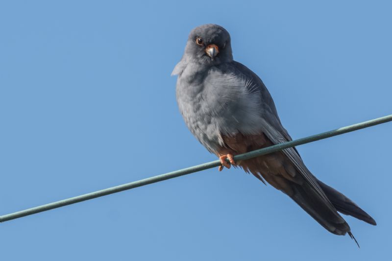 Falco Cuculo ♂ (Falco vespertinus)