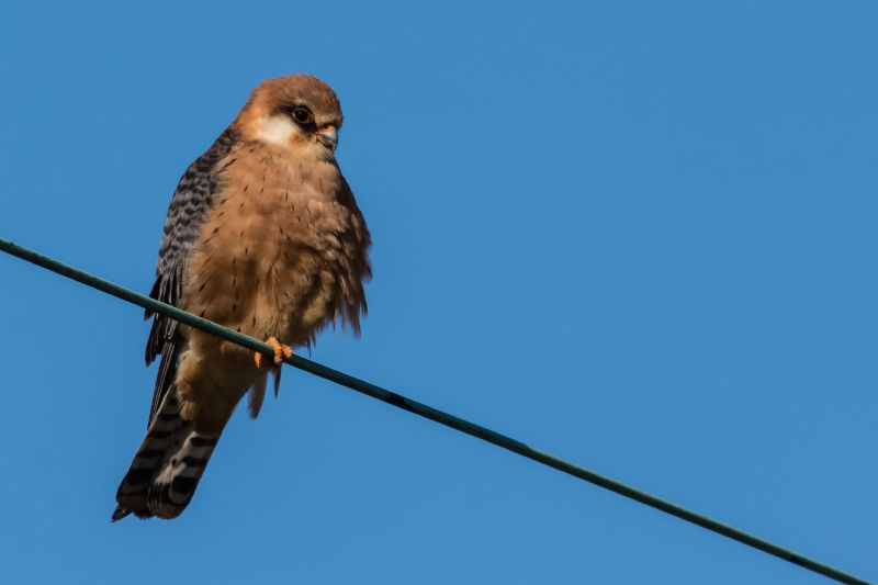 Falco cuculo ♀ (Falco vespertinus)