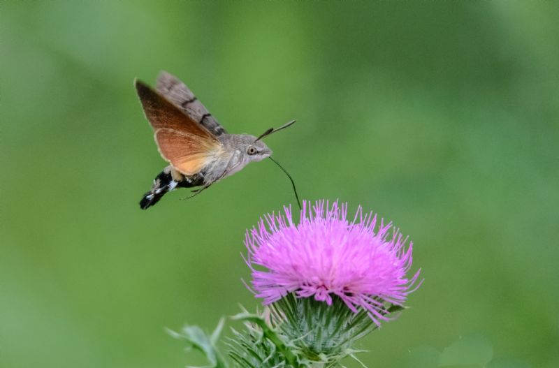 Sfinge del galio / Macroglossum stellatarum (Sphingidae)