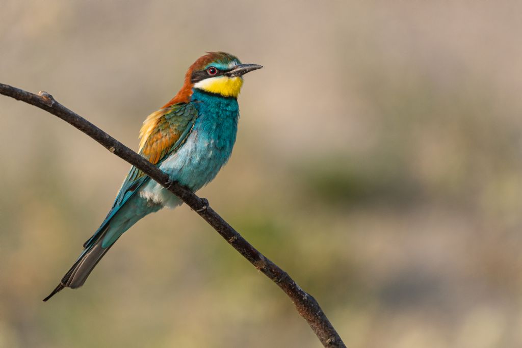 Gruccione  (Merops apiaster)