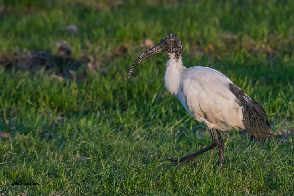 Ibis sacro