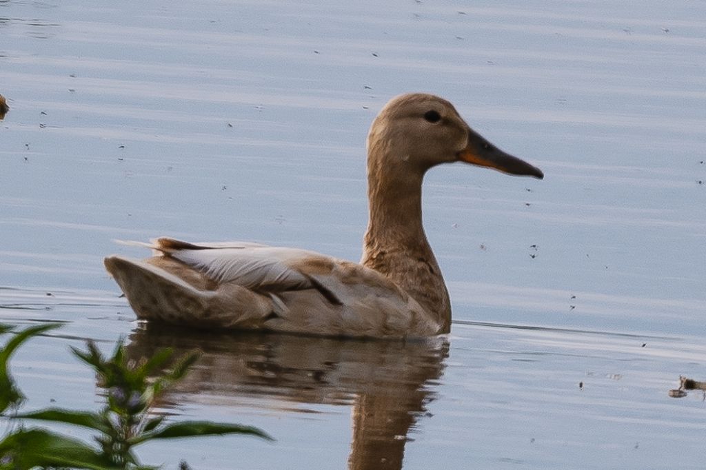 Identificazione anatra