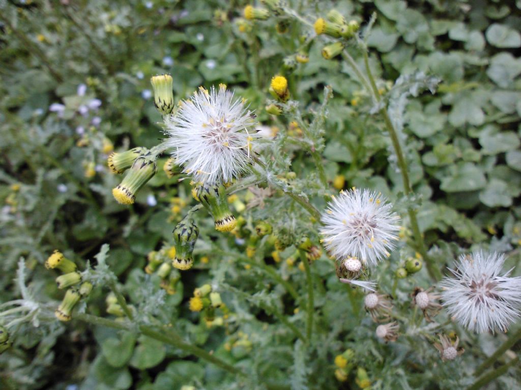 Senecio vulgaris / Senecione comune