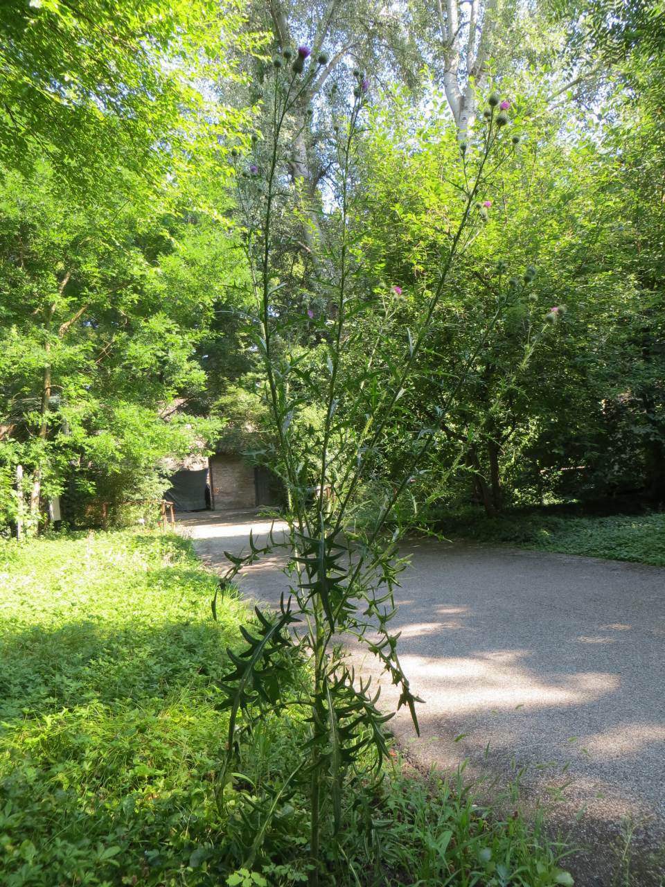 Cirsium vulgare