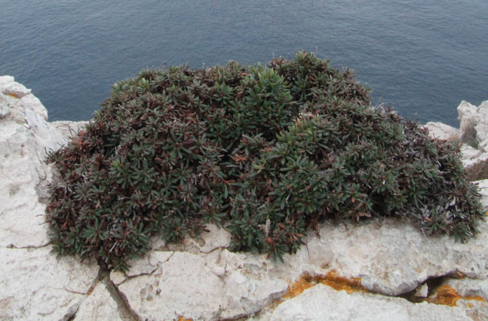 Pianta erbacea  zona Alghero n3 - Limonium sp.