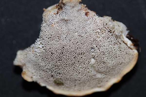 Oligoporus leucomallellus ? (Postia leucomallella)