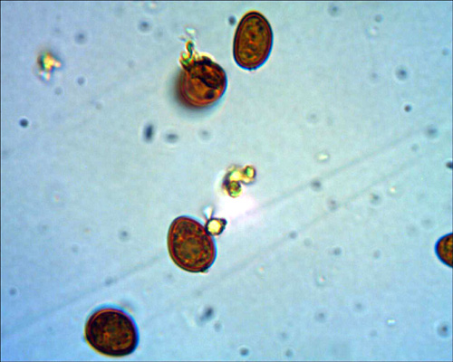 Radulomyces confluens? (Coniophora arida)