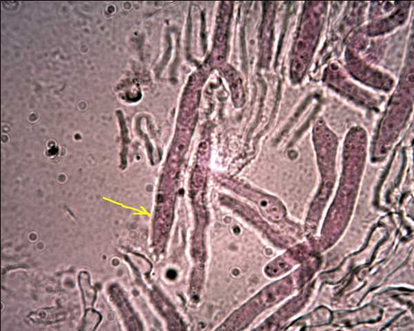 Stereum ochraceoflavum ? (Stereum rugosum)