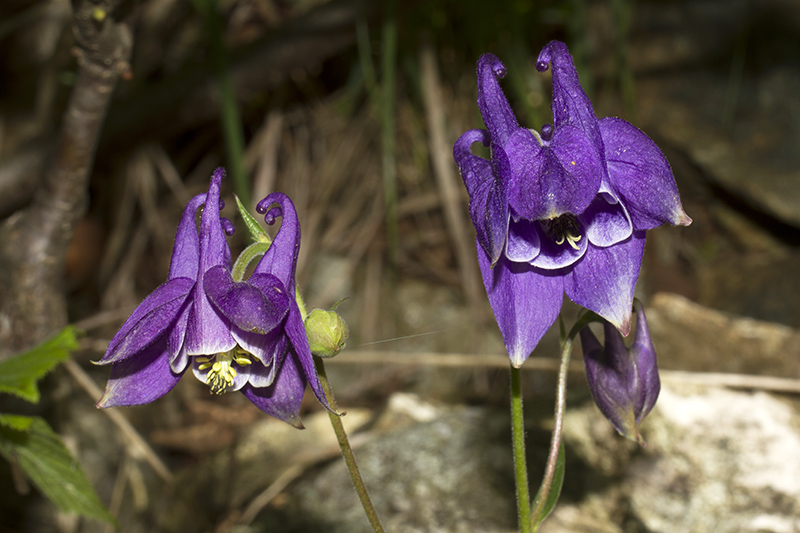 Aquilegia ophiolithica Barberis & E. Nardi