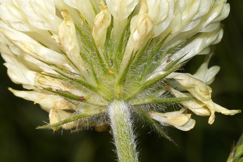 Trifolium pannonicum / Trifoglio ungherese