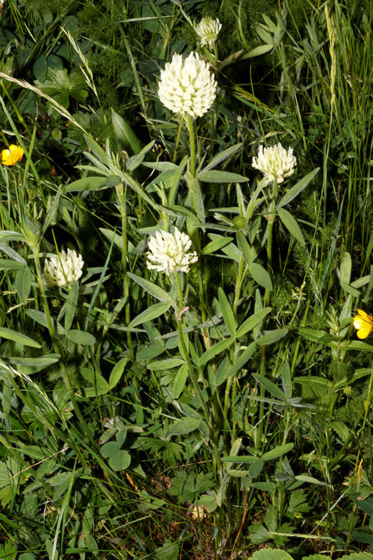 Trifolium pannonicum / Trifoglio ungherese