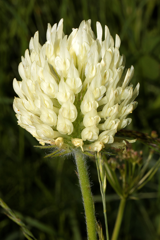 Trifolium pannonicum / Trifoglio ungherese