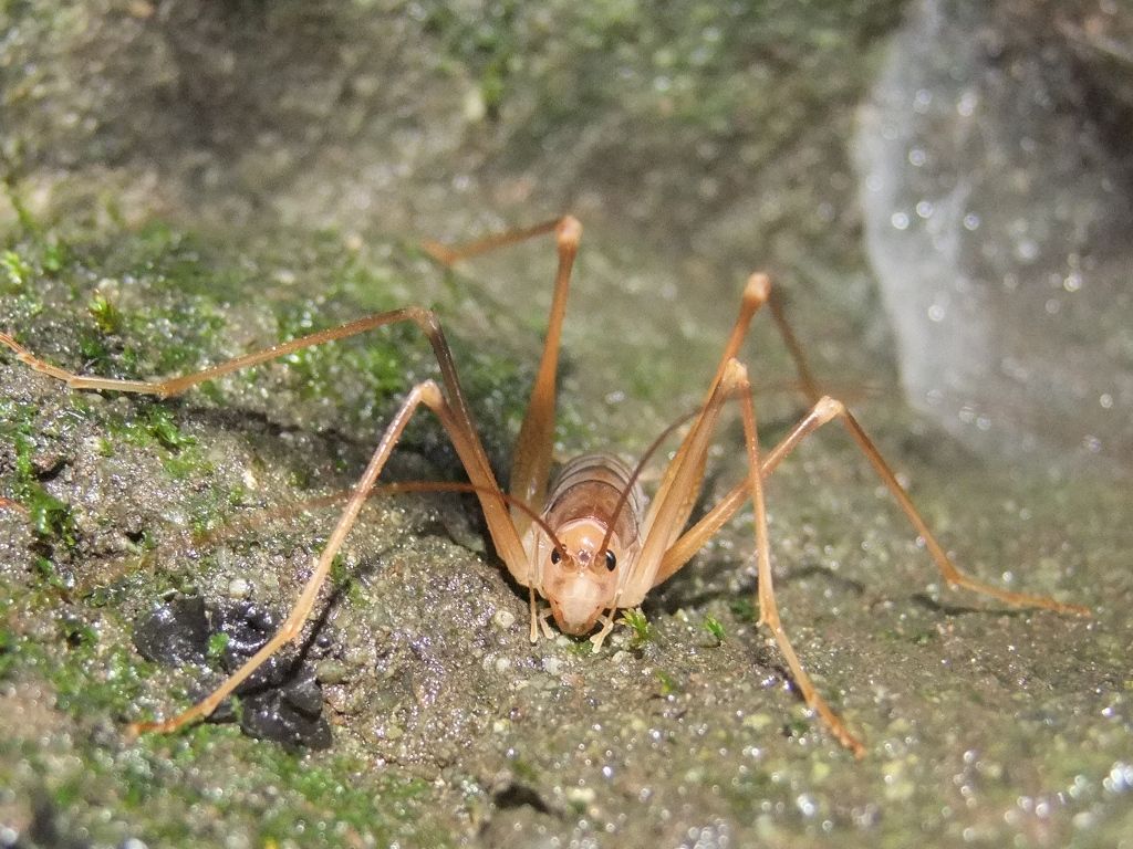 Probabile Dolichopoda in cerca di conferma.