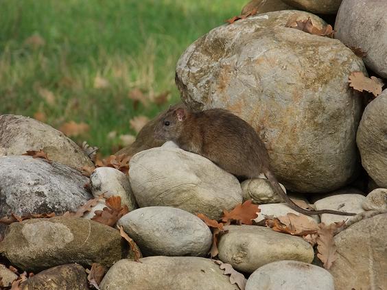 Rattus norvegicus - Piana di Sesto (FI)