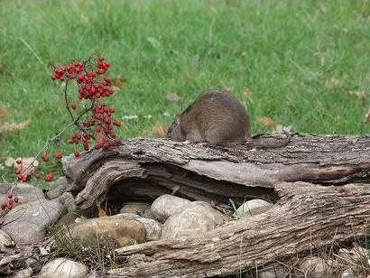 Rattus norvegicus - Piana di Sesto (FI)