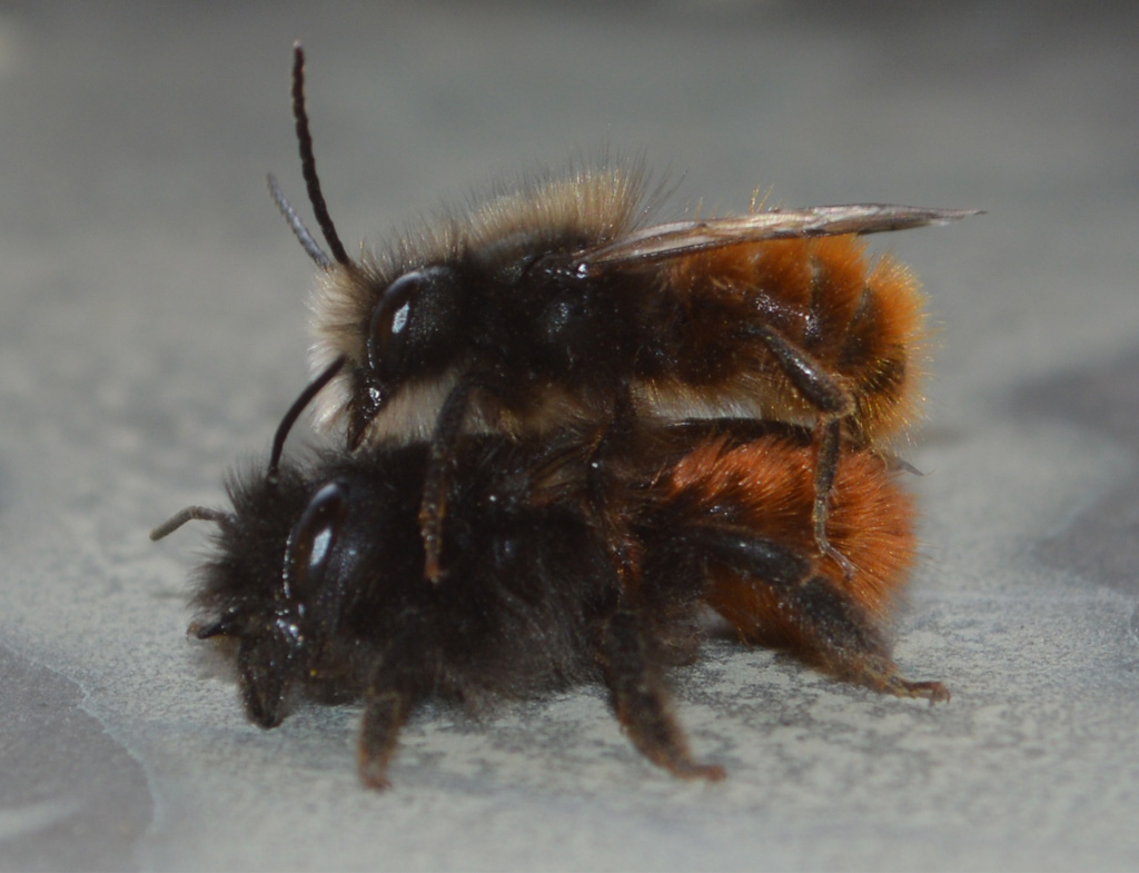 Osmia cornuta (cfr.), Apidae Megachilinae