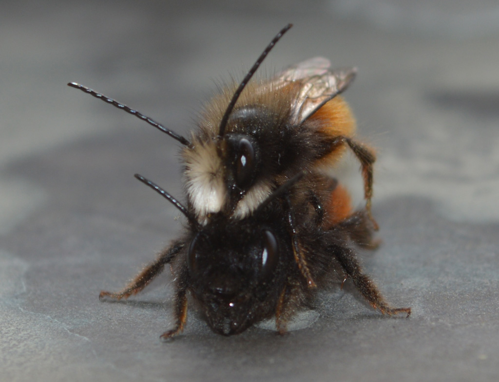 Osmia cornuta (cfr.), Apidae Megachilinae