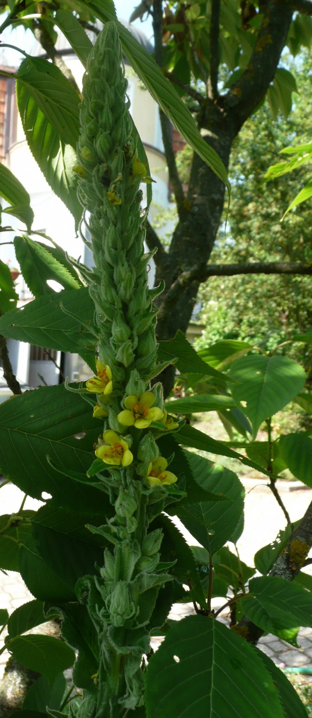 che pianta, verbascum thapsus?