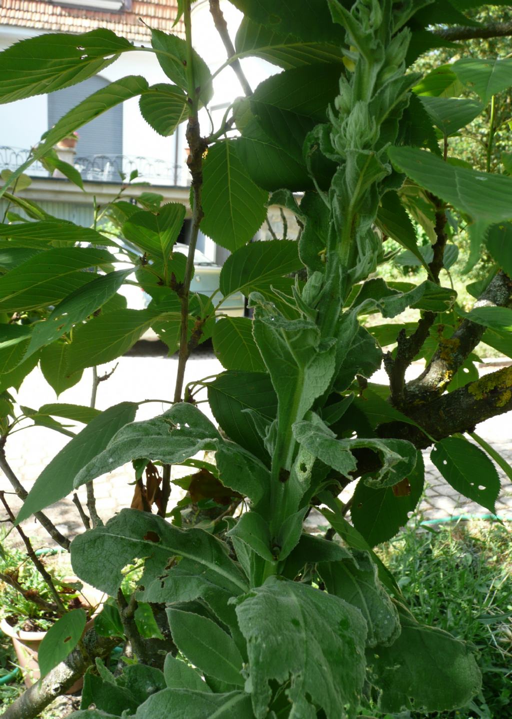 che pianta, verbascum thapsus?