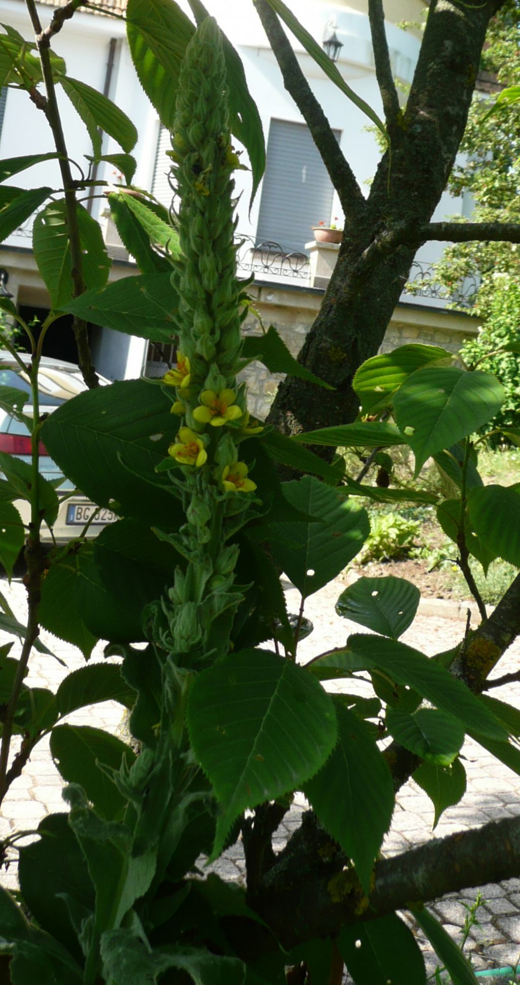 che pianta, verbascum thapsus?