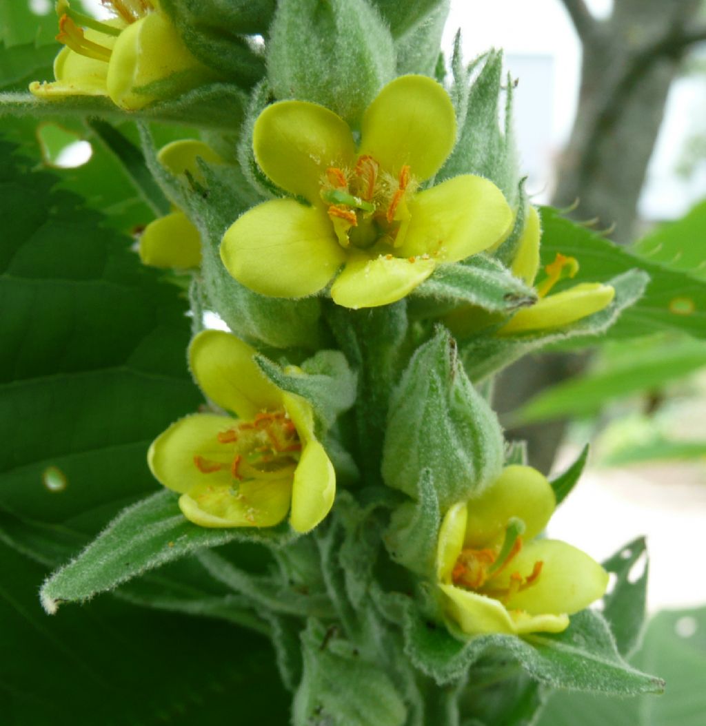 che pianta, verbascum thapsus?