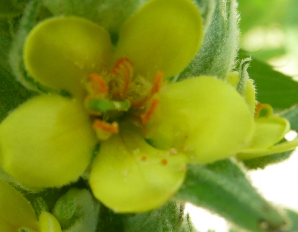 che pianta, verbascum thapsus?