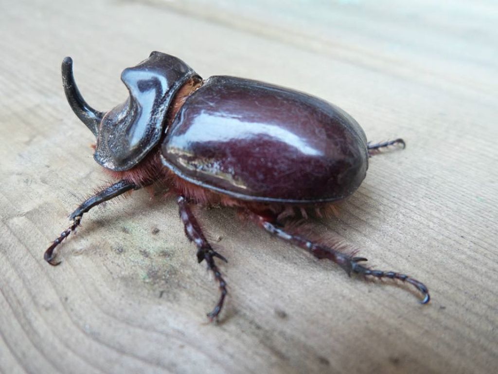 Copris ?  No, Oryctes nasicornis  (Dynastidae)