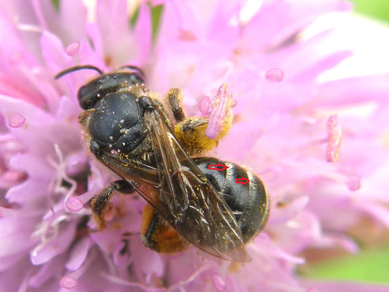 Lasioglossum sp. o Halictus sp.