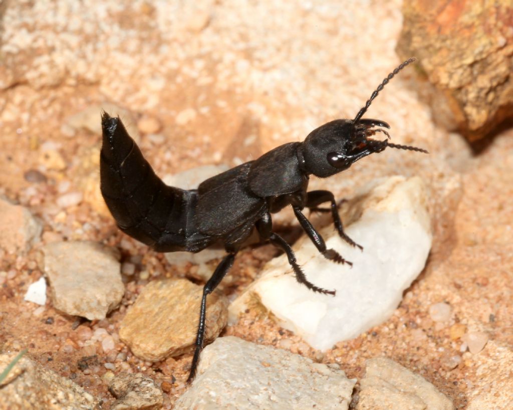 Staphylinidae:   Ocypus olens