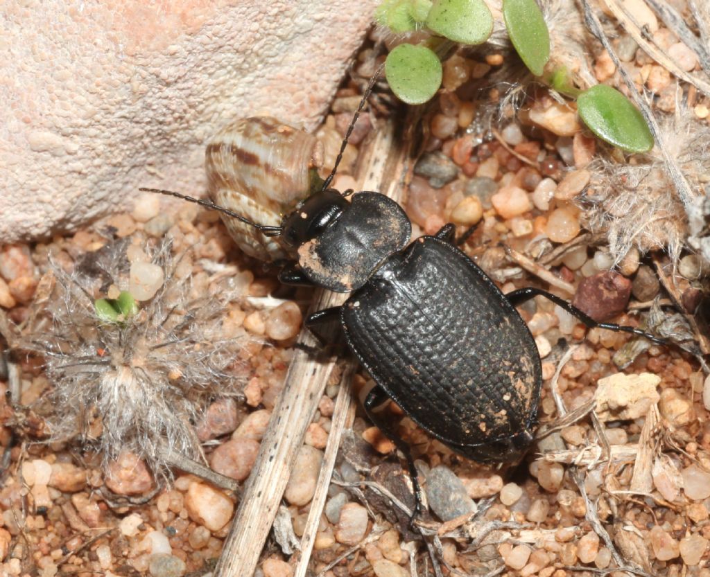 Carabidae:  Licinus punctatulus