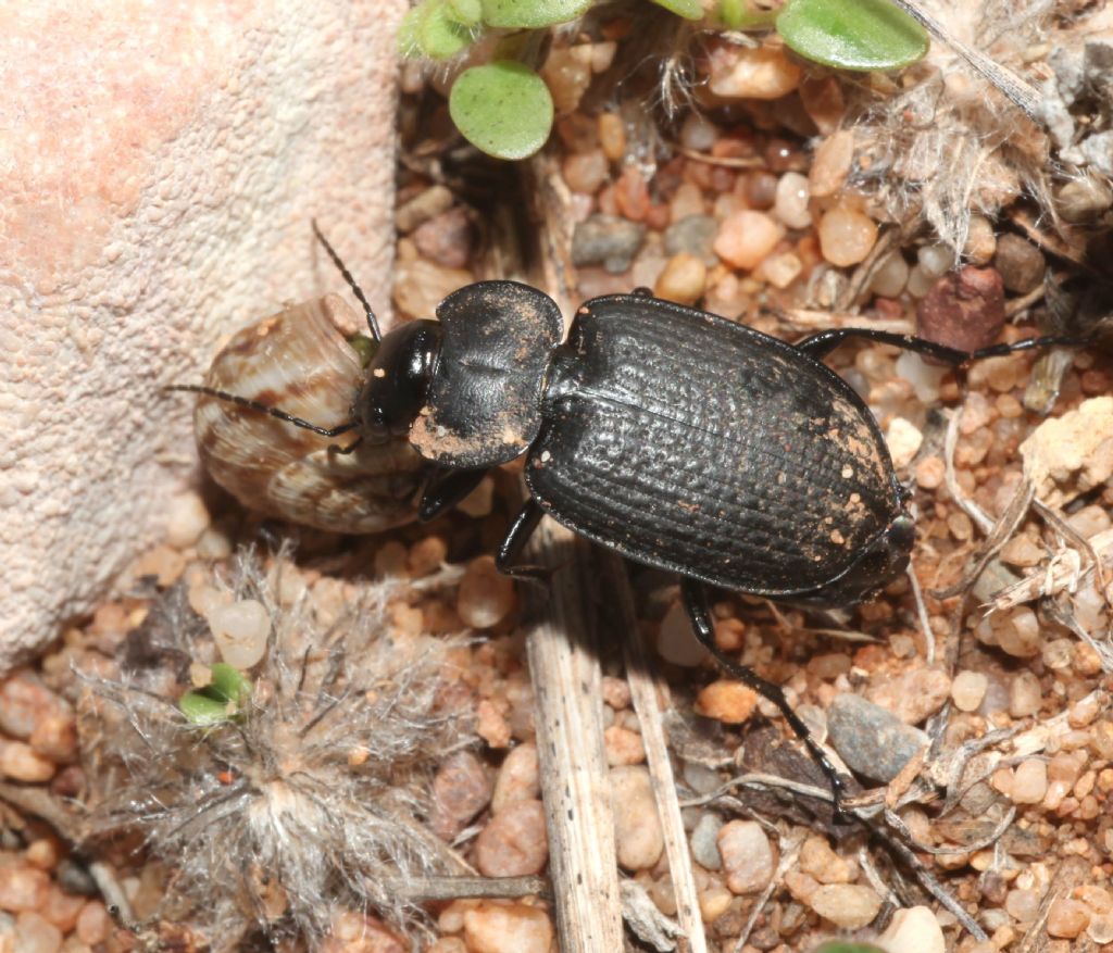 Carabidae:  Licinus punctatulus